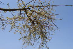 Taxillus heyneanus